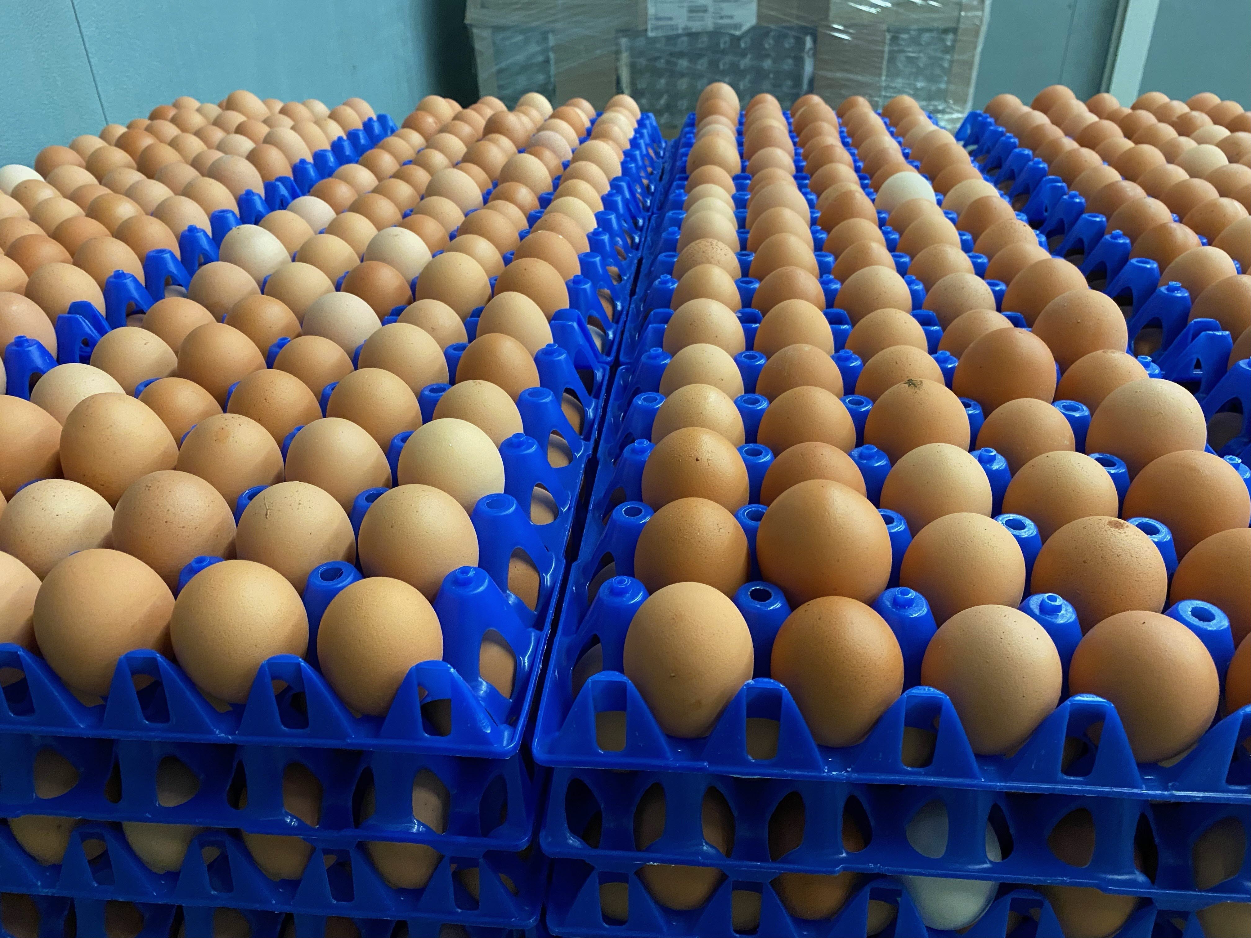 Crates of brown eggs 